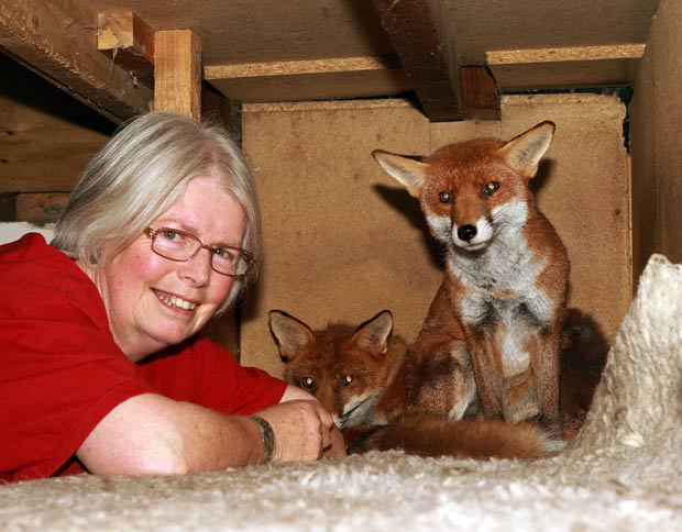 Jane Sheppard, de 64 anos, mantém três raposas como animais de estimação. (Foto: Nick Obank/Barcroft Media/Getty Images)