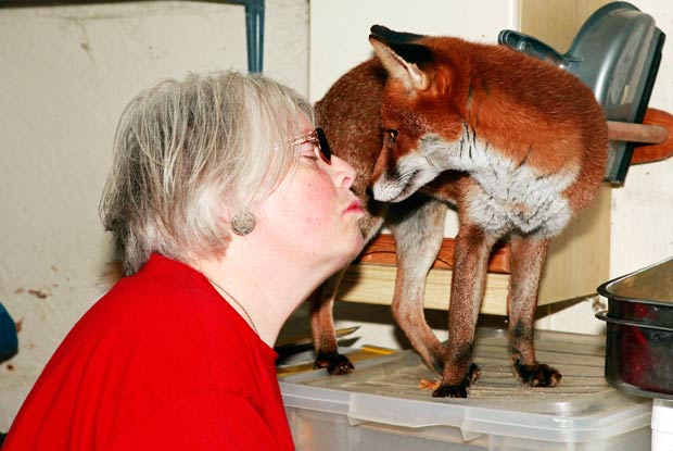 Toda a noite antes de dormir, Jane beija e abraça suas raposas de estimação. (Foto: Nick Obank/Barcroft Media/Getty Images)