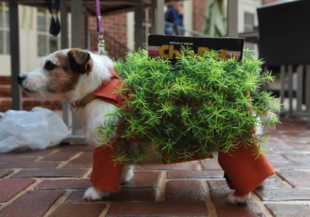 Cão participante do concurso parecia um vaso de plantas ambulante. (Foto: Mandel Ngan/AFP)
