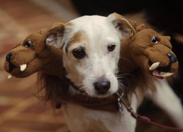 Cão ganhou fantasia inspirada em 'Cerberus', cão de três cabeças da mitologia grega. (Foto: Mandel Ngan/AFP)
