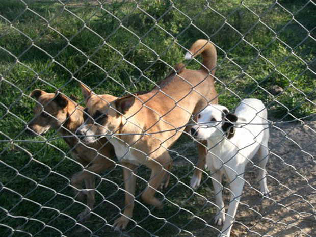 Cães saudáveis no canil de Laguna (SC), de acordo com a Secretaria de Saúde da cidade (Foto: Divulgação/Kellin Crippa Speck/Sociedade Luganense de Proteção aos Animais)