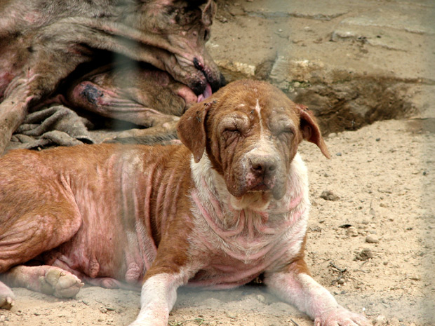 Segundo ONG, cadela 'Pittboa' chegou ao abrigo com sarna e estado de saúde dela piorou na unidade (Foto: Divulgação/Kellin Crippa Speck/Sociedade Luganense de Proteção aos Animais)