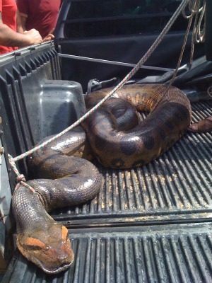Cobra de aproximadamente seis metros foi solta em seu habitat natural (Foto: Daniela Branches/TV Amazonas)
