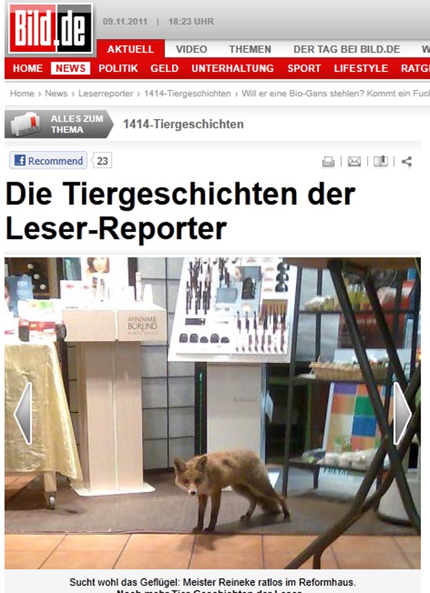 Raposa foi flagrada perdida em uma área de produtos cosméticos de uma loja em Bockenheim. (Foto: Reprodução/Bild)