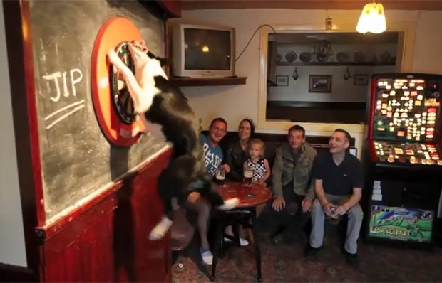 Mascote de um pub em Rochdale, no Reino Unido, um cão da raça Border Collie ficou famoso entre os clientes por buscar os dardos após eles serem lançados. Apesar de o alvo ficar a cerca de dois metros do chão, o cão chamado "Jip" salta e pega o dardo. (Foto: Reprodução)