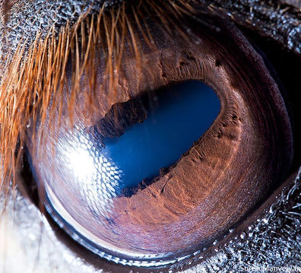 Olho de cavalo (Foto: Suren Manvelyan)