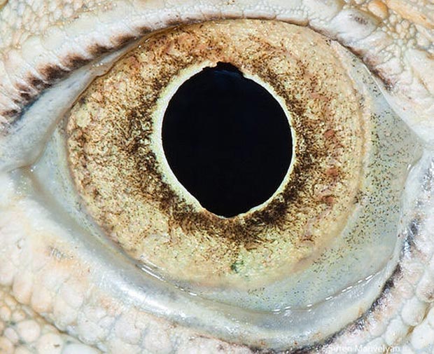Olho de iguana (Foto: Suren Manvelyan)