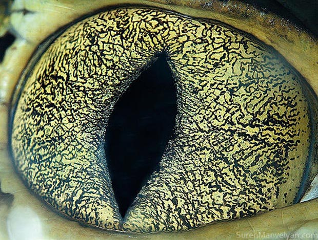 Olho de jacaré (Foto: Suren Manvelyan)