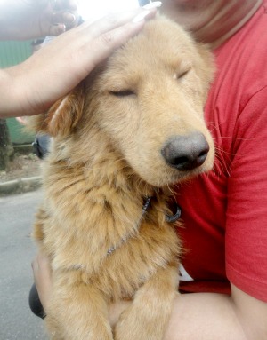 Cachorro recebe carinho ao ser resgatado (Foto: Divulgação/ONG Bichos Carentes)