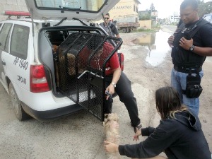 Cães em estado de abandono são resgatados pela polícia, no ES (Foto: Divulgação/ONG Bichos Carentes)