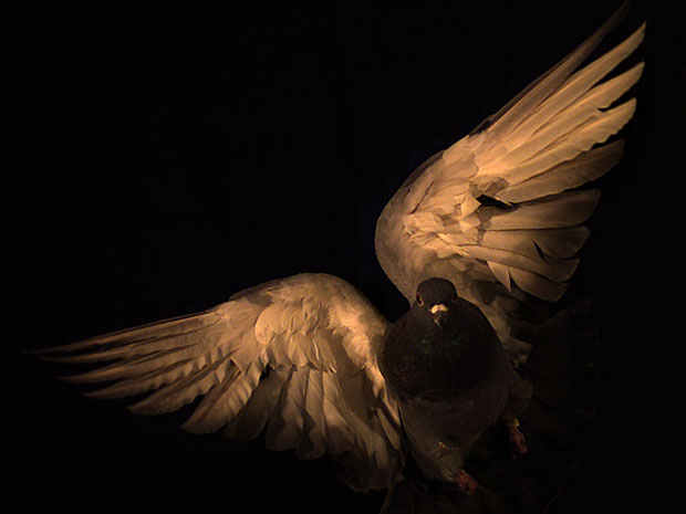 Foto feita durante estudo do padrão do voo dos pombos (Foto: Cortesia/S.A. Combes)