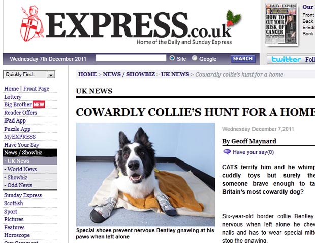 'Bentley' ganhou o título de cão mais medroso do Reino Unido. (Foto: Reprodução/Express)