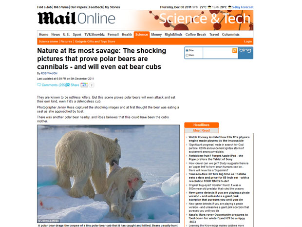 Fotografia feita por Jenny Ross enviada ao jornal Daily Mail mostra o canibalismo entre ursos polares (Foto: Reprodução/Daily Mail)