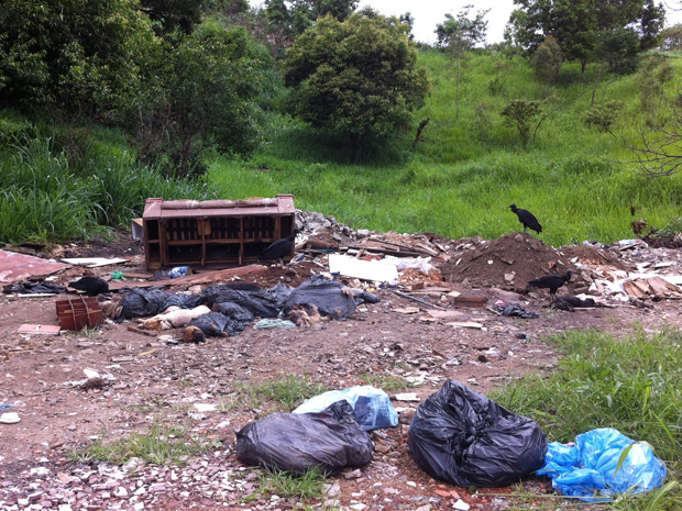 Moradores de Novo Horizonte encontraram 28 cachorros mortos, dentro de sacos de lixos, jogados em um terreno baldio (Foto: Tatiane Braga/ TV Gazeta)