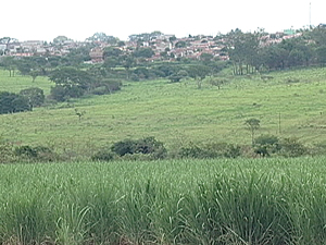 Prefeitura de Uberaba quer reduzir limite da cana (Foto: Reprodução/TV Integração)