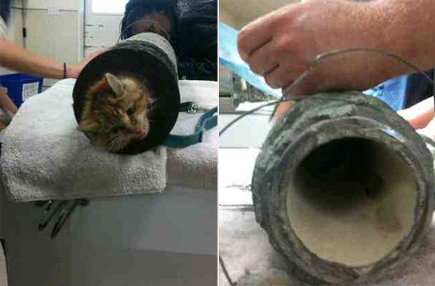 Gatinho foi encontrado entalado dentro de um tubo de esgoto. (Foto: Divulgação)