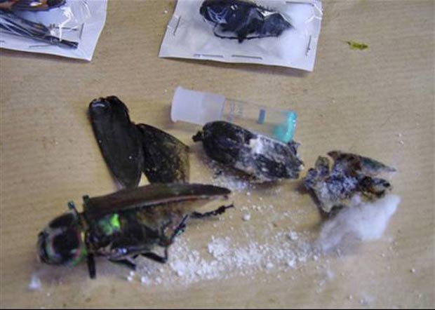 Em 2007, a polícia holandesa apreendeu 300 gramas de cocaína que estavam escondidas em besouros. Os insetos foram encontrados em uma checagem de bagagens no aeroporto de Schiphol, em Amsterdã. (Foto: AP)