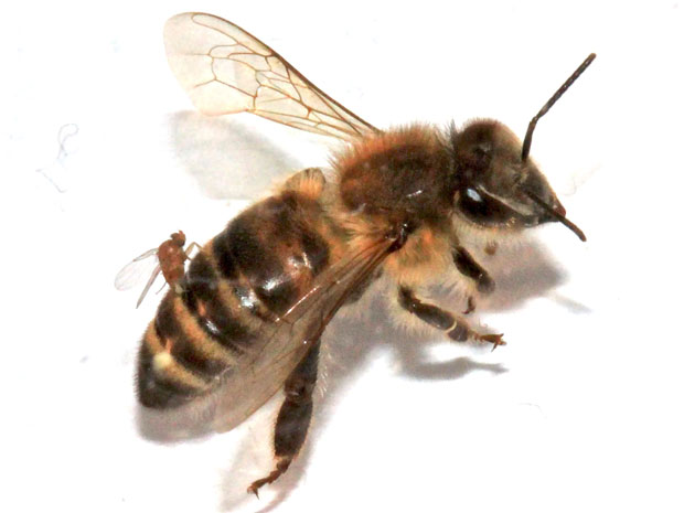 Mosca da espécie com abelha 'zumbi' (Foto: Christopher Quock)