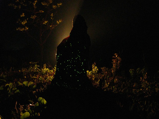 Larvas fazem cupinzeiros brilharem durante a noite (Foto: Simone Mamede/Arquivo Pessoal)