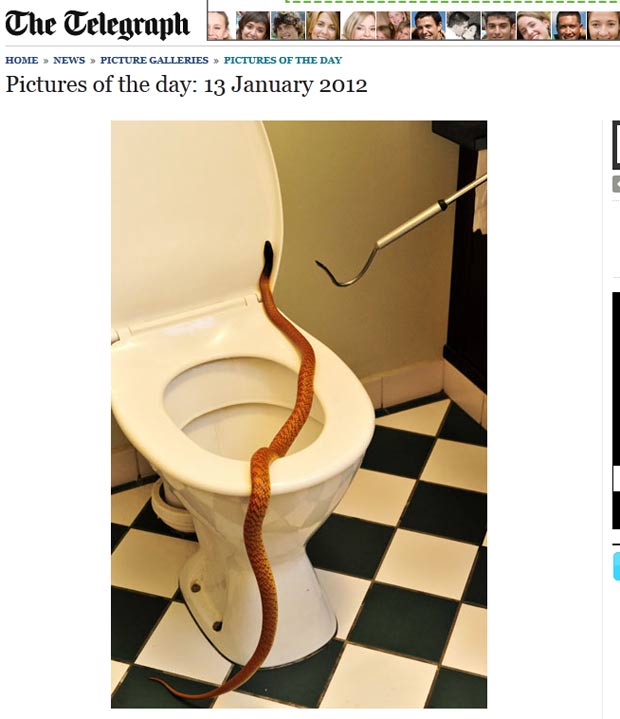 Em uma semana, três serpentes foram achadas em banheiros. (Foto: Reprodução/Daily Telegraph)