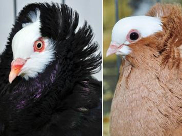 Cristas da cabeça de duas raças de pombos domésticos, que não são geneticamente muito semelhantes (Foto: Mike Shapiro)