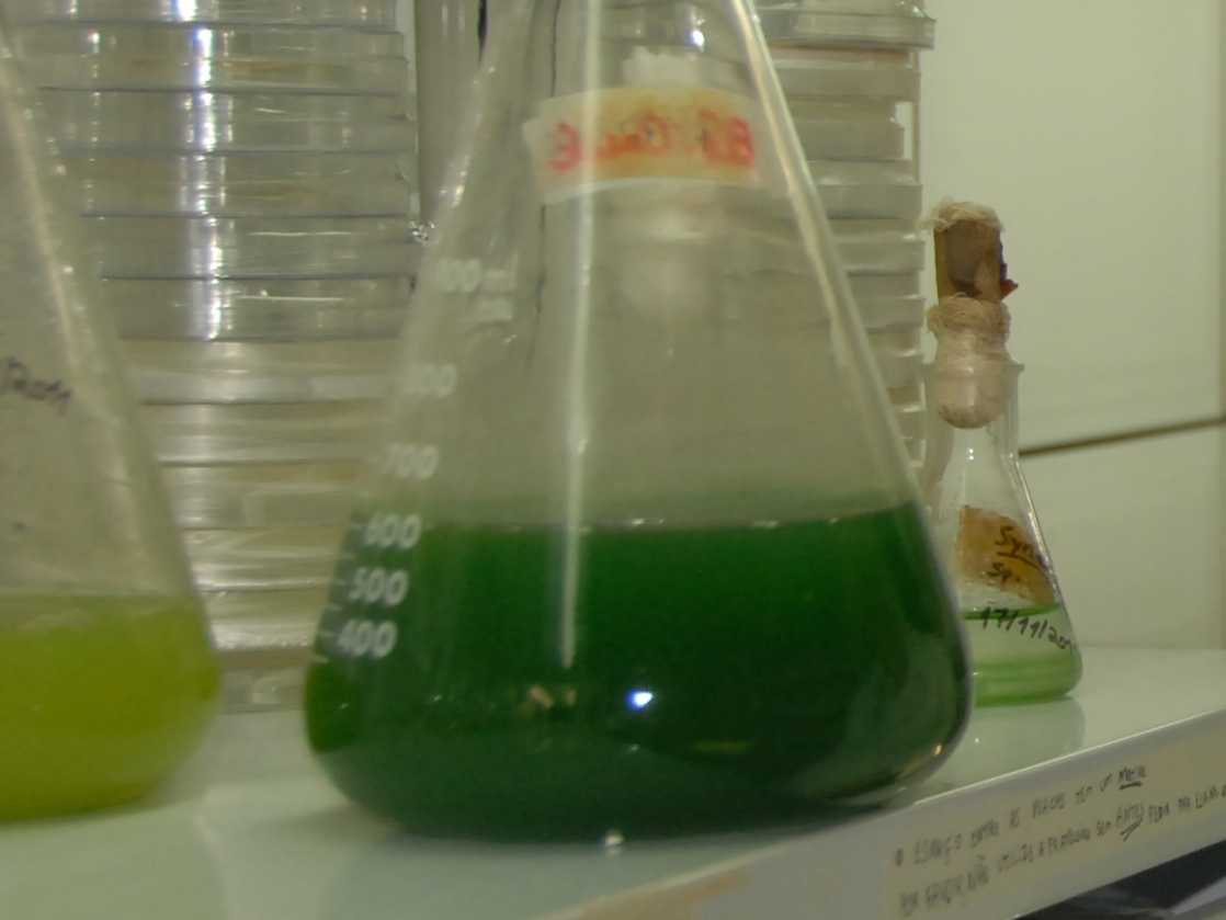 Detalhe de uma cultura de cianobactérias. Elas armazenam lipídios, que são posteriormente convertidos em biodiesel. (Foto: Divulgação)
