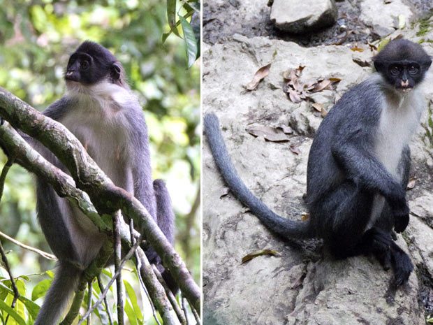 Natureza - Cientistas 'redescobrem' espécie de macaco no Sudeste Asiático