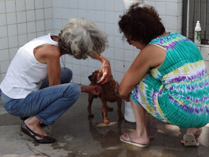 Protetoras voluntárias dão banho e cuidam dos cães no CVA. (Foto: Katherine Coutinho / G1)