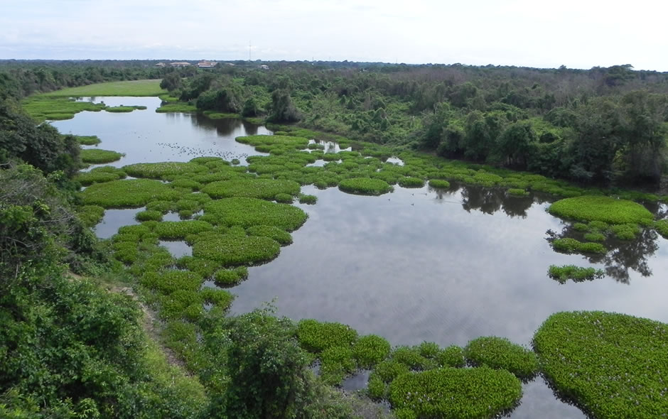 Pantanal Mato-grossense - 09 (Foto: Iara Vilela/G1MT)