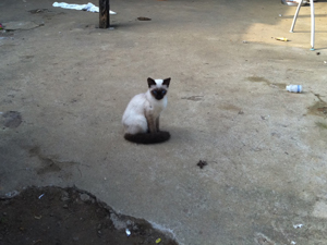 gato pinheirinho (Foto: Juliana Cardilli/G1)