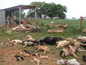 Morte cães (Foto: Foto: Jeremias Oliveira/Divulgação)