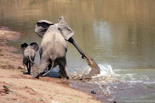 Em 2010, um crocodilo mordeu a tromba de uma elefanta quando ela tomava água em um rio no Parque Nacional de South Luangwa, em Zâmbia. Após lutar, a elefanta conseguiu se soltar do ataque do réptil. (Foto: Martin Nyfeler/Barcroft Media/Getty Images)