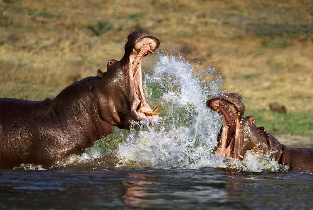 Em foto divulgada em 2011, hipopótamos durante briga em rio em Botsuana. (Foto: Steve Bloom/Barcroft Media/Getty Images)