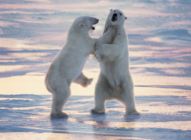 Ursos polares lutam em Cape Churchill, em Manitoba, no Canadá.  (Foto: Barcroft Media/Getty Images)