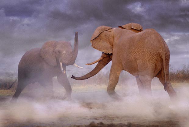 Em foto divulgada em 2011, dois elefantes são fotografados lutando em Botsuana. (Foto: Steve Bloom/Barcroft Media/Getty Images)