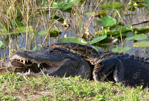 Píton e aligátor foram flagrados em combate mortal em 2009 no Parque Nacional Everglades, na Flórida (EUA). (Foto: Lori Oberhofer/National Park Service/AP)
