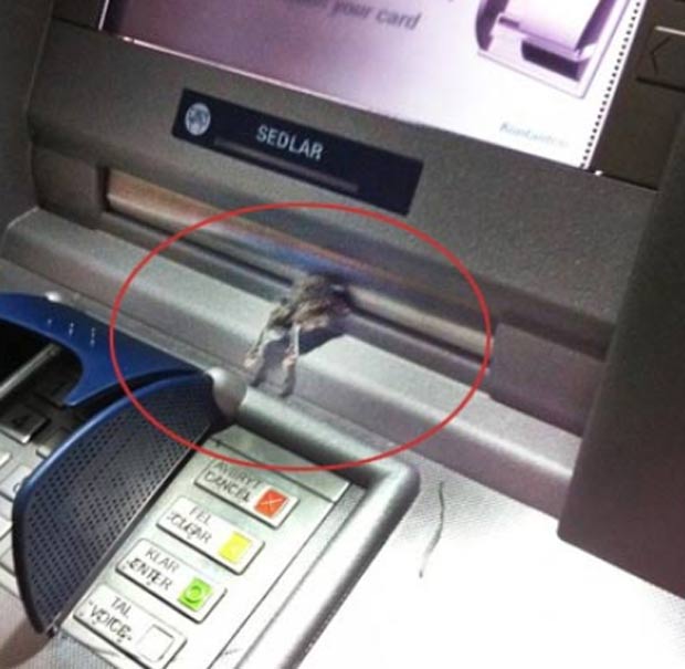 Gholam Hafez encontrou um rato enquanto sacava dinheiro em um caixa eletrônico de um banco em Ersboda. (Foto: Reprodução)