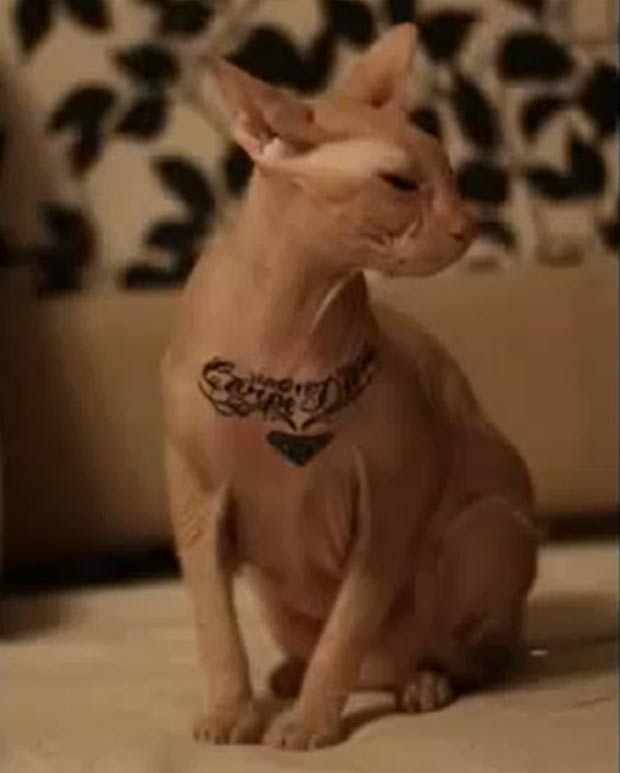 Artista aplicou anestesia no felino para poder tatuá-lo. (Foto: Reprodução)