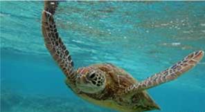 Espécies marinhas podem ser salvas da extinção por conta de reservas naturais itinerantes. (Foto: Reuters / via BBC)