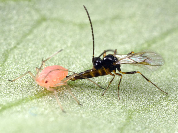 Vespa parasita ataca o pulgão de ervilha e deposita ovos dentro dele. (Foto: Divulgação / Alex Wild)
