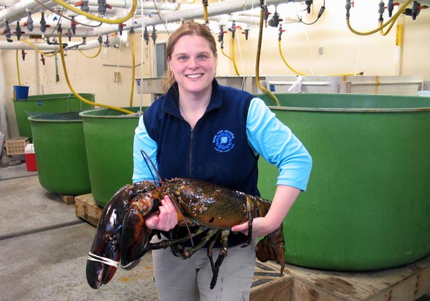 Aimee Hayden-Rodriques, do aquário do estado americano do Maine, posa com lagosta de 12,2 quilos e 1 metro de comprimento. Ela foi pescada por Robert Malone, próximo à cidade de Rockland, em 17 de fevereiro. O crustáceo foi apelidado de Rocky (Foto: Maine State Aquarium/AP)