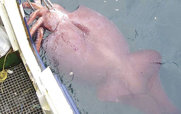 Em 2007, um barco de pesca neozelandês capturou a maior lula gigante já vista. Com olhos tão grandes quanto pratos e ganchos afiados na ponta de seus tentáculos, a criatura pesava 450 kg e foi capturada em águas antárticas. (Foto: Reuters)
