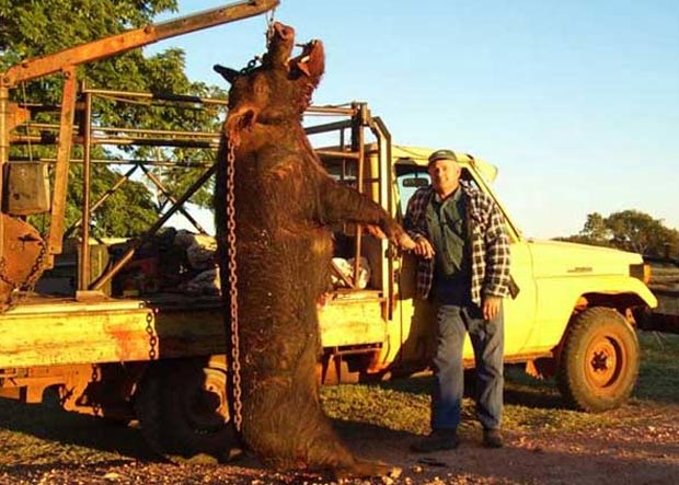 Um porco selvagem gigante, que atacava até vacas na Austrália, foi abatido pelo fazendeiro John Anick em 2006 em uma fazenda próximo a Newman. (Foto: Reprodução)