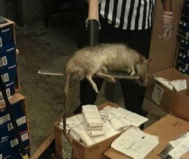 Em janeiro de 2011, um rato de quase 1 metro de comprimento foi capturado em uma loja no bairro do Bronx, em Nova York (EUA). (Foto: Reprodução)