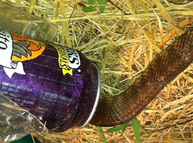 Cobra foi encontrada presa em uma lata de refrigerante. (Foto: Reprodução)
