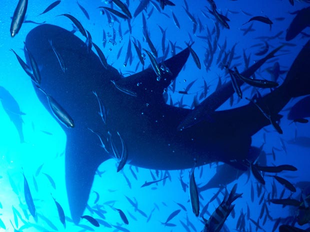 O tubarão-touro também pode viver em água doce (Foto: Klaus Jost/BBC)