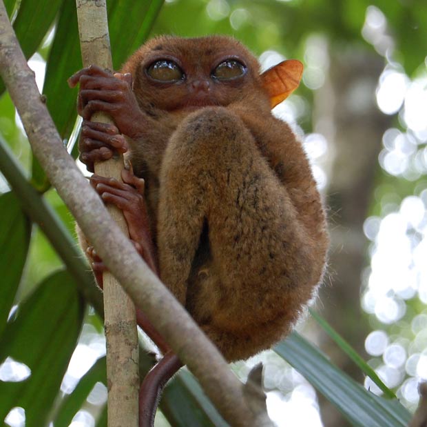 Társio-filipino é um dos menores primatas do mundo. (Foto: Joe Sinclair/AFP)