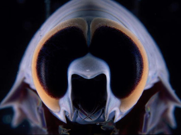 Detalhe dos olhos de crustáceo no registro feito por cientistas australianos com câmeras de alta tecnologia. (Foto: Barcroft Pacific/Barcroft Media/Getty Images)