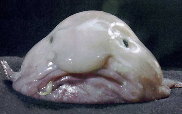Corpo gelatinoso e não é comestível, o peixe da espécie Psychrolutes marcidus, conhecido por blobfish, já foi chamado de 'peixe mais feio do mundo'. O hábitat da criatura é a costa sudeste da Austrália, em águas profundas.  (Foto: Reprodução)