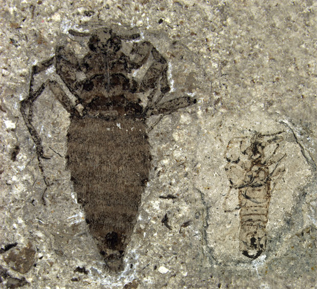 Fêmea (à esquerda) e macho de pulgas gigantes fossilizadas na China. (Foto: D. Huang / Nature)